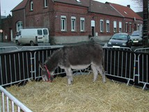 L'âne
081223 Crèche vivante à Caullery