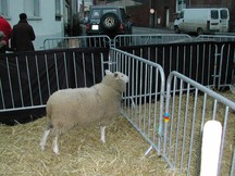 Mouton
081223 Crèche vivante à Caullery
